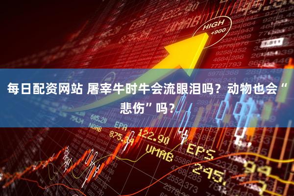 每日配资网站 屠宰牛时牛会流眼泪吗?动物也会“悲伤”吗?